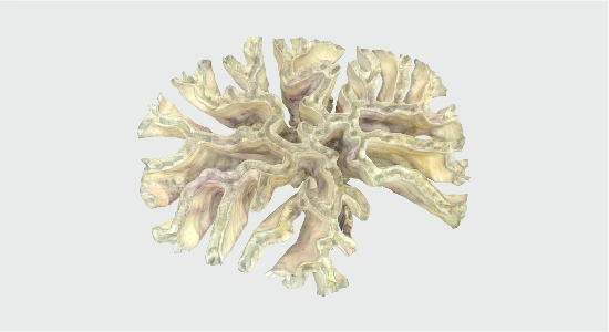 Coral