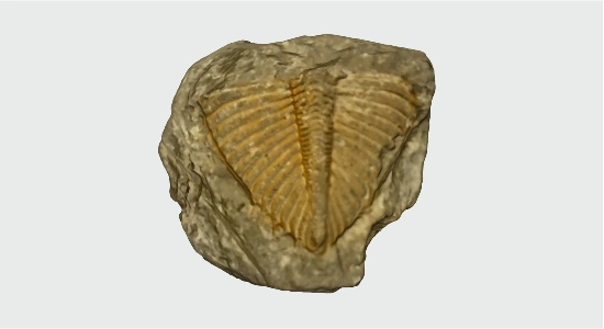 Fossil